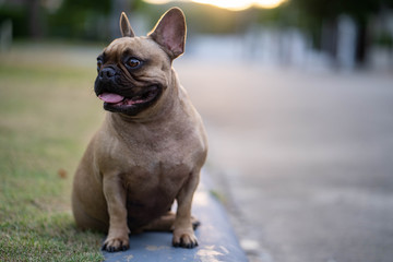 Fototapeta premium Cute french bulldog sitting at street waiting for owner.
