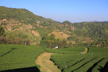 mae salong green tea garden 