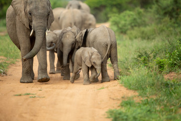 A breeding herd of elephant with calves playing around on the verge of a game drive road as well las dust bathing