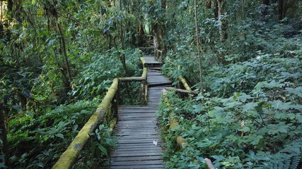 Doi inthanon peak in thailand, the highest mountain and forest in thailand