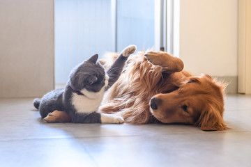 British shorthair and golden retriever playing