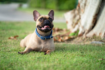 French bulldog playing in garden during morning walk