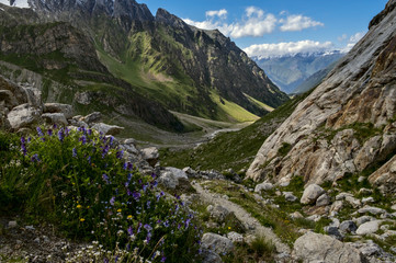 Fototapeta na wymiar Flowers in Adyrsu gorge, North Caucasus