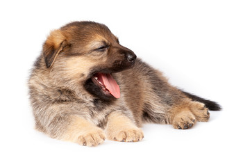 Cute puppy wants to sleep and yawns