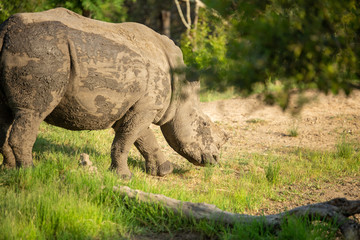 Fototapeta premium Partially dehorned white rhino in and around watering holes wallowing in the mud