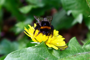 bee on flower