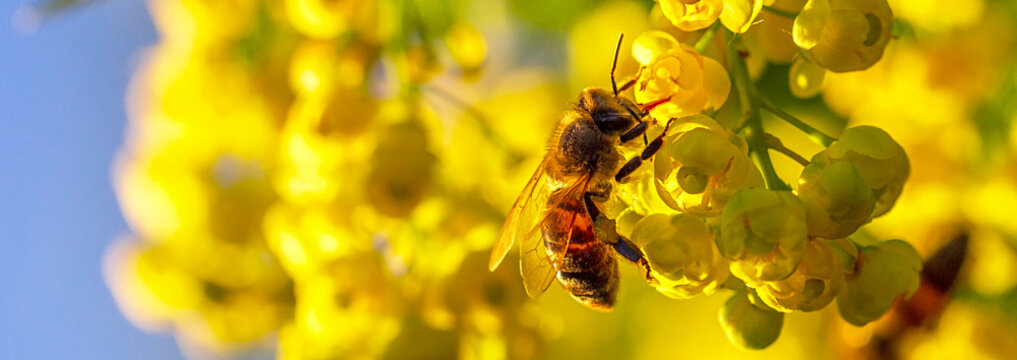 Honey bee pollinates yellow flowers barberry in the garden on background of blue sky. Nature in spring. Panoramic banner.