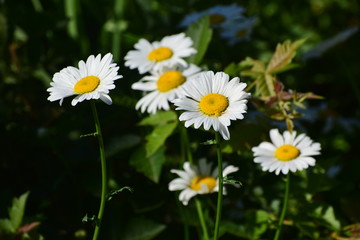 Daisy Flowers