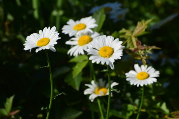 Obraz premium Daisy Flowers