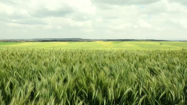 Fields with green wheat, cloudy sky and wind.