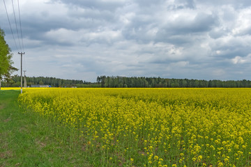 Yellow rapeseed flowers on a field and country road under a stormy sky