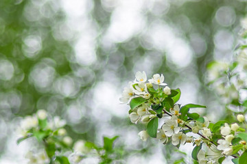 Apple tree branch with white flowers and green leaves. A blurred bokeh background. A spring natural floral design. Copy space