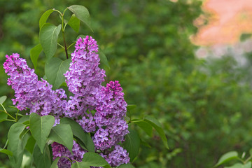 The branch of lilac on a blurred green background. Close. Copy space