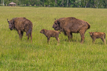 Two bison mother with two bison calf walk in a meadow