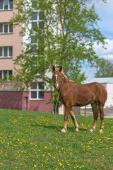 A young brown horse with a white spot on his head grazes on the lawn near an urban multi-storey building. Spring, greens, dandelions.