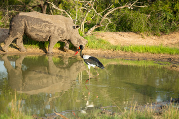 saddle billed stork fishing in and around white rhino at the mudwallow