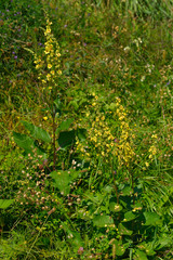 Schwarze Königskerze (Verbascum nigrum)	