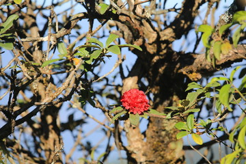 red flower in forest