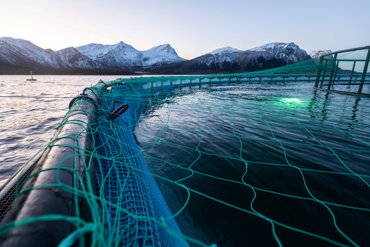 Lachszucht in Norwegen im Netzgehege, kontrollierte Aufzucht im Meerwasser  Fjord