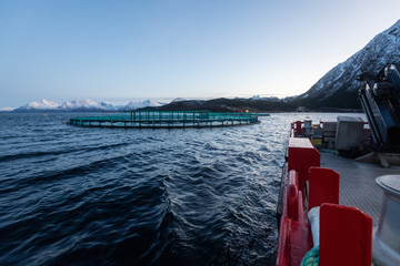 Lachszucht in Norwegen im Netzgehege, kontrollierte Aufzucht im Meerwasser  Fjord
