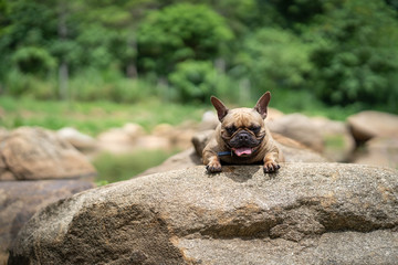 Cute french bulldog playing at stream in nature.