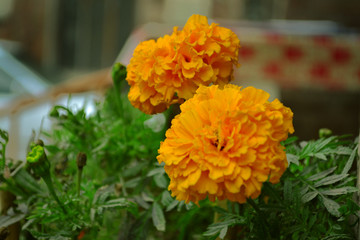 yellow flowers in the garden