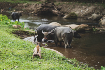French bulldog barking at water buffalo in pond.