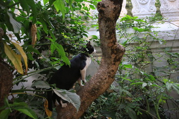 black and white cat climb the tree