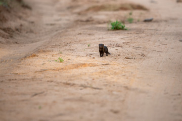 dwarf mongoose fixated on the camera