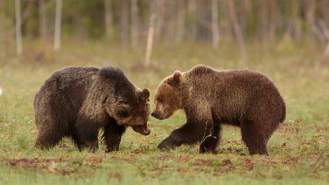 young brown bears fighting show teeth bites side view distant forest
