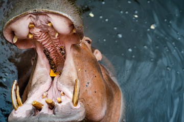 Fototapeta na wymiar Hippopotamus standing in water open it's mouth wide.