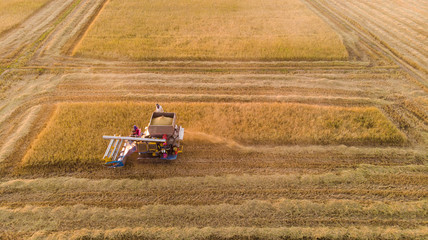 Airial view of harvest machine working in field , Combine harvest working on a rice field.