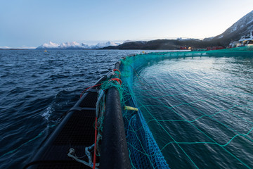 Lachszucht in Norwegen im Netzgehege, kontrollierte Aufzucht im Meerwasser  Fjord