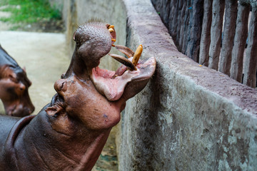 Cute hippopotamus in water at zoo