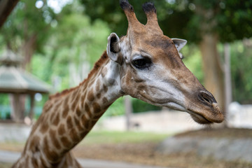 Naklejka na ściany i meble giraffe headshot picture at zoo
