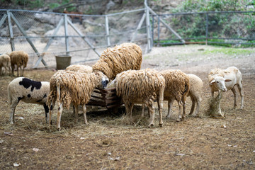 Naklejka premium sheep in a field