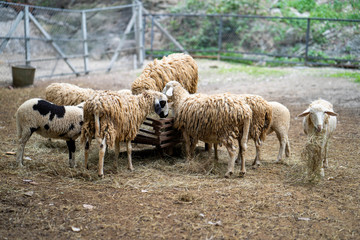 Obraz premium sheep and lambs