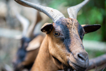 close up portrait of a goat