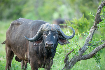 Naklejka premium Breeding herd of cape buffalo with some Dagga boys scattered with in them