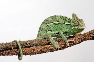 Veiled chameleon / Jemenchamäleon (Chamaeleo calyptratus)  © bennytrapp