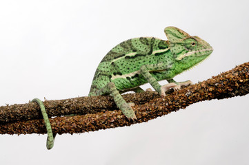 Veiled chameleon / Jemenchamäleon (Chamaeleo calyptratus) 