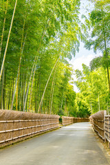新緑の竹の径　京都