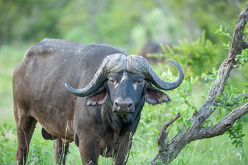 Breeding herd of cape buffalo with some Dagga boys scattered with in them