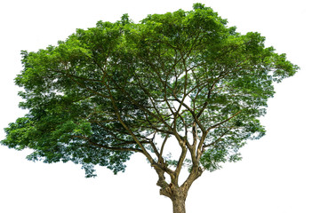 Rain tree isolated on white background.