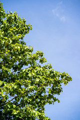 green leaves and blue sky