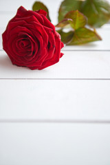 Fresh red rose flower on the white wooden table