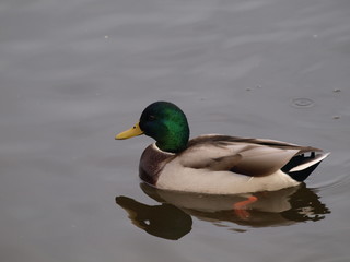 duck in water
