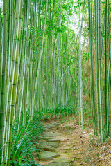 新緑の竹林の道　京都