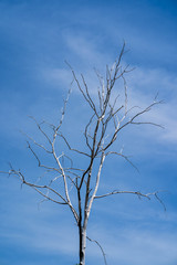 Dry tree branches against the blue sky.