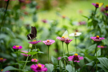 Flight butterfly approaching a flower.